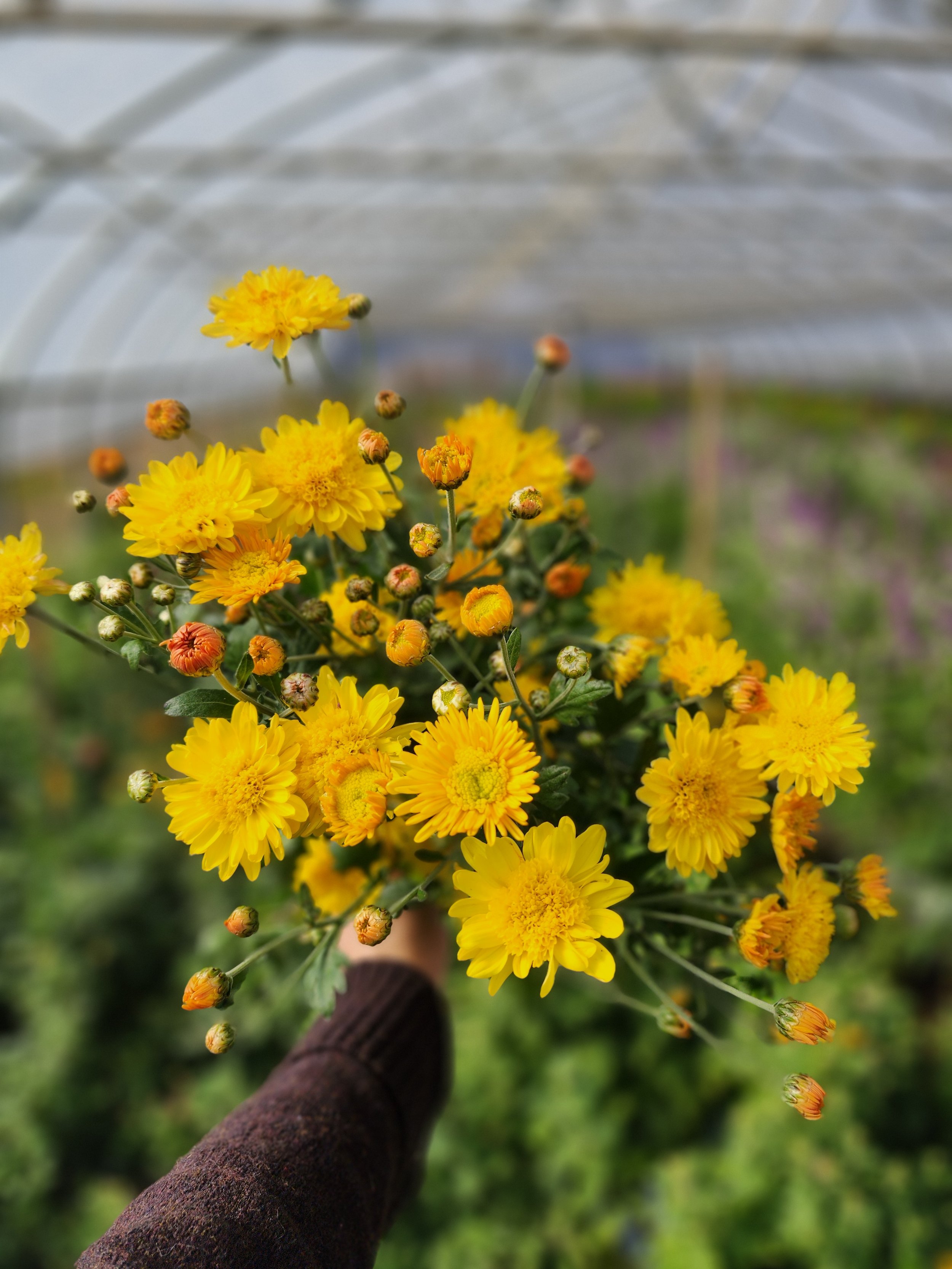 Bronze Fleece Heirloom Chrysanthemum Rooted Cutting — Goose Creek